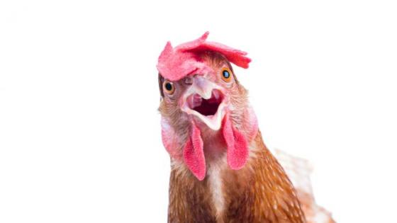 فايسبوكيون يدعون لمقاطعة الدجاج من خلال حملة “خليها تقاقي” (فيديو)