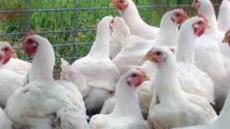 الدار البيضاء تحتضن الدورة 21 لمعرض قطاع الدواجن