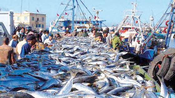 لماذا يتملص مندوب وزارة الصيد باسفي من تحقيق مطالب مهنيي الصيد ؟