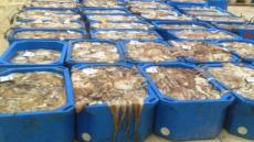 مع إقتراب نهاية فثرة الراحة البيولوجية.. حرب الاخطبوط تعود للواجهة بالداخلة