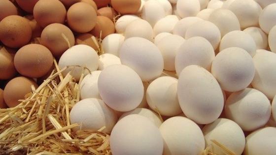 منتجون.. البيض سيكون متوفرا في رمضان مع توقعات بارتفاع أسعاره