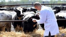 تارودانت: التخلص من 44 رأسا من الغنم والبقر بسبب الحمى القلاعية