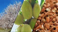 شجر اللوز بإقليم تارودانت تحت رحمة المرض والساكنة تخشى العواقب الوخيمة