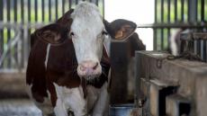 نفوق بقرة دقائق قبل الذبح بمجزرة بأولاد تايمة يستنفر المصالح البيطرية