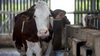 نفوق بقرة دقائق قبل الذبح بمجزرة بأولاد تايمة يستنفر المصالح البيطرية