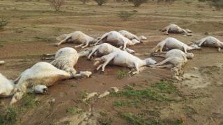 مرض مجهول يتسبب في نفوق أغنام بمنطقة المنيزلة إقليم تارودانت