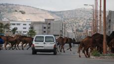 الرحل و سواسة : كيف انتهت عقود الوئام فحل الصدام؟!