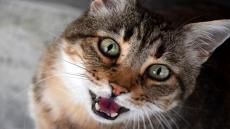 مؤلم.. عضة قط تنهي حياة طفل بتارودانت