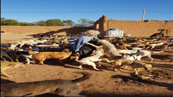 أكادير.. فرنسية تستغيث بالمغاربة لإيجاد ملجأ لأزيد من 800 كلب