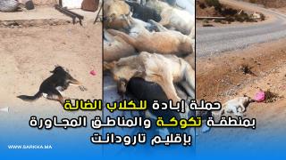 حملة إبادة للكلاب الضالة بمنطقة تكوكة والمناطق المجاورة بإقليم تارودانت