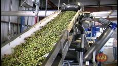 بعد مشاورات بين المهنيين.. رسميا توحيد ثمن طحن الزيتون بإقليم تاونات في 70 سنتيم