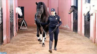 شرطة الخيالة للشباب المغاربة من 21 سنة الى 30 و بلباكالوريا فقط