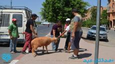 40 أسرة بمراكش تستفيد من أضاحي العيد