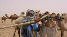 طاطا: جمعية الرعاة الرحل تُطالب بتدخل عامل الإقليم لايصال الشعير المدعم إلى مُستحقيه الكسابة