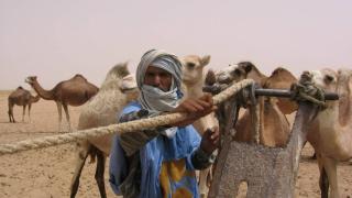 طاطا: جمعية الرعاة الرحل تُطالب بتدخل عامل الإقليم لايصال الشعير المدعم إلى مُستحقيه الكسابة