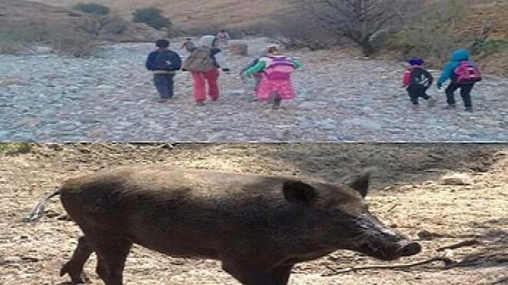 طاطا: تلاميذ بدوار “أوديد” يقطعون كيلومترات للدراسة وسط خطر الخنزير – فيديو –