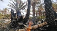 طاطا: حريق واحة العيون يُعاود الاشتعال بعد إخماده ليلة أمس – صور –