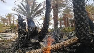 طاطا: حريق واحة العيون يُعاود الاشتعال بعد إخماده ليلة أمس – صور –