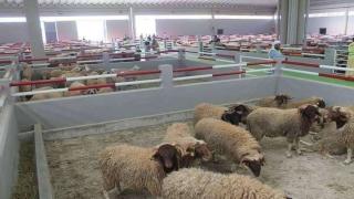 سوق الماشية بالعيون فضاء ثنموي يحترم المواطن