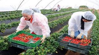 بيوكرى شتوكة ايت باها :اقبال كبير على مركز تسجيل الراغبات في الالتحاق باسبانيا لجني فاكهة الفراولة