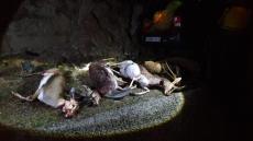 بالصور … عصابات الصيد تتربص بالغزلان بأنزي ضواحي تافراوت