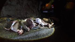 بالصور … عصابات الصيد تتربص بالغزلان بأنزي ضواحي تافراوت