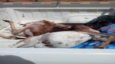 صيد “الغزلان” يجر نافذين بأكادير للإعتقال وفرار آخر بمنطقة أنزي