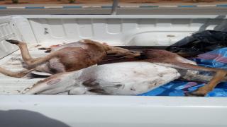 صيد “الغزلان” يجر نافذين بأكادير للإعتقال وفرار آخر بمنطقة أنزي