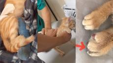 بيطري بأيت ملول يحدث عاهة مستديمة لقط و صاحبته تلوح بالمتابعة القضائية