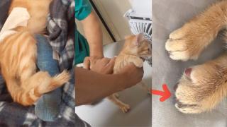 بيطري بأيت ملول يحدث عاهة مستديمة لقط و صاحبته تلوح بالمتابعة القضائية