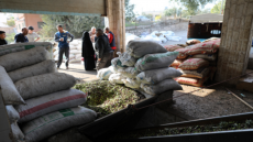 منع تشغيل 8 وحدات لعصر الزيتون باقليم تاونات لعدم احترام المعايير البيئية