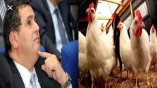 مهنيو قطاع الدواجن يتهمون أخنوش بـتشجيع الإحتكار و عدم تطبيق القوانين