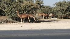 الرعاة الرحل يهاجمون منتزه لشجر الأركان بجماعة القليعة