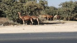 الرعاة الرحل يهاجمون منتزه لشجر الأركان بجماعة القليعة