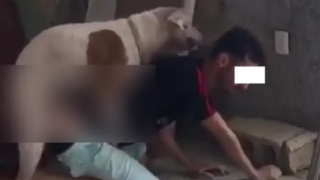 فضيحة… كلب يمارس الجنس على شاب بأكادير