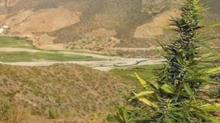 “الكيف” بمناطق تاونات او “العشبة” التي تنوب عن ميزانية الدولة في فك العزلة و تشغيل الشباب العاطل