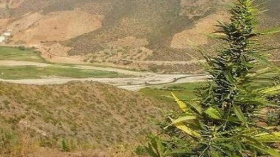 “الكيف” بمناطق تاونات او “العشبة” التي تنوب عن ميزانية الدولة في فك العزلة و تشغيل الشباب العاطل