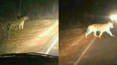 أكادير.. صور “نمر” قرب المناطق الجبلية تخلق الرعب وتلهب “الفايسبوك”