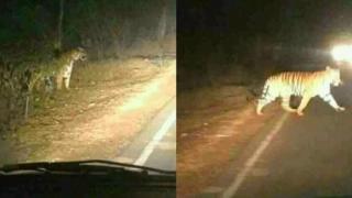 أكادير.. صور “نمر” قرب المناطق الجبلية تخلق الرعب وتلهب “الفايسبوك”