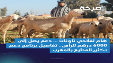 دعم اقتناء وتكثير القطيع.. مبالغ مالية لفائدة مربي الأغنام والماعز والأبقار والإبل