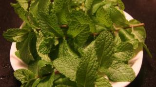 مواد سامة بالنعناع تهدد صحة الأكاديرين