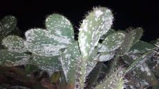 تارودانت: الحشرة القرمزية تجتاح منطقة هوارة