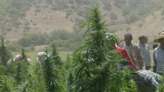 مافيا الكيف تستنزف المياه الجوفية لسقي الحقول