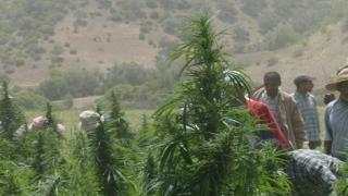 مافيا الكيف تستنزف المياه الجوفية لسقي الحقول