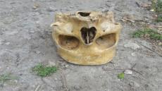 العثور على جمجمة بشرية يستنفر أمن تارودانت