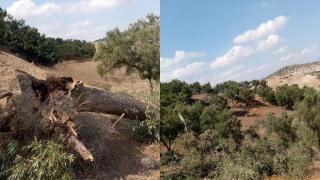 إقتلعت أشجار الزيتون و هدمت منازل طينية،،، رياح قوية تخلف خسائر لأهالي و فلاحي تاونات