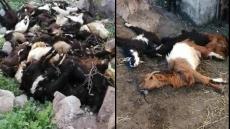 أعلاف مسمومة تعدم 100 رأس من الماعز بأشتوكة