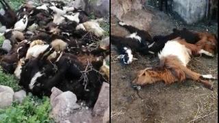 أعلاف مسمومة تعدم 100 رأس من الماعز بأشتوكة