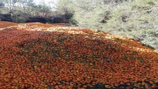 بسبب ضياع محصولهم السنوي… فلاحي و منتجي الحوامض بسوس يشتكون سياسة اخنوش و مخطط المغرب الأخضر