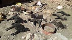 الكلاب الضالة تُهدد عدة دواوير بطاطا وتُلحِق خسائر